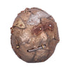 Scrapped Metal Bronze Skull Ornament with Clock 19cm