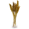 Natural Cantal Grass Bunches in 8 Colours
