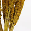Natural Cantal Grass Bunches in 8 Colours