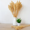 Natural Cantal Grass Bunches in 8 Colours