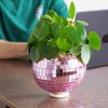 Disco Ball Hanging Planter - Pink (6in)