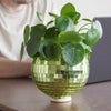 Disco Ball Hanging Planter - Green (6in)